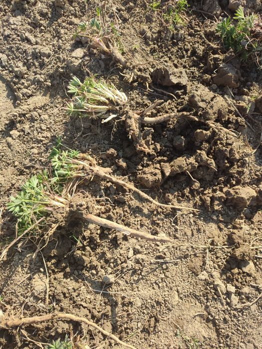 10 sadzonek ostróżki