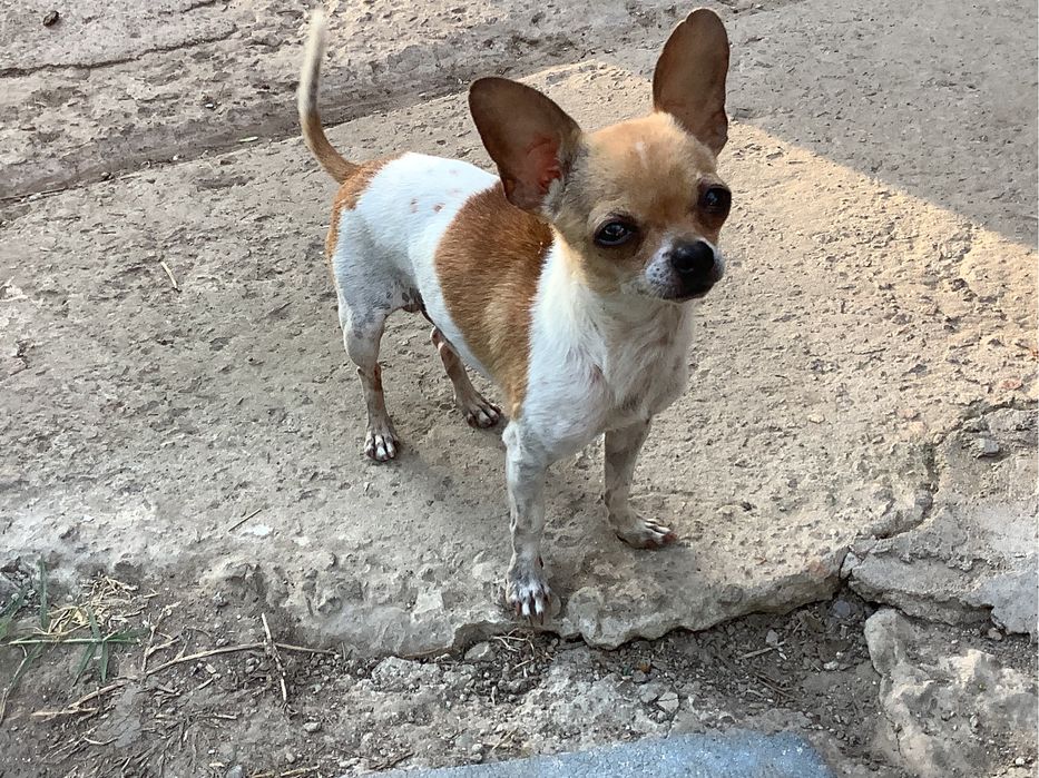 Вязка —   той терьеров, чихуахуашек.г. Измаил