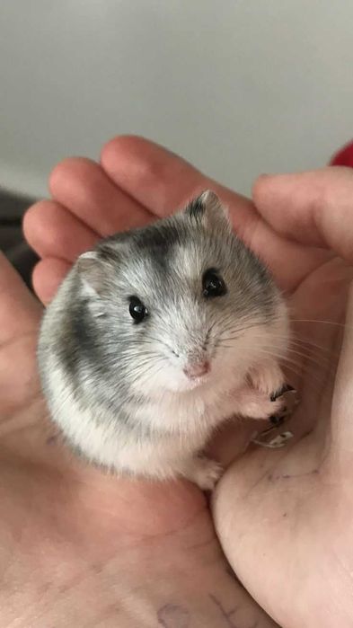 KIT completo de Coelhos anões mini hôlandes e mini toy