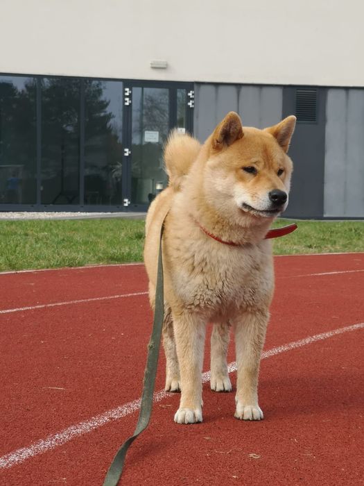Shiba Inu śliczne pieski i suczki ZKwP/ FCI