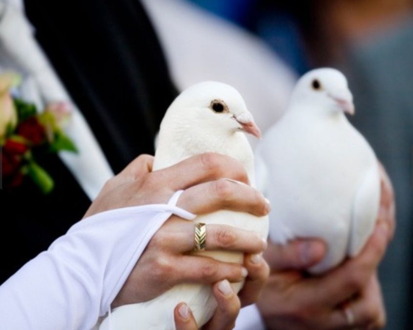 Оренда білих голубів на весілля. Весільні білі голуби. На свадьбу