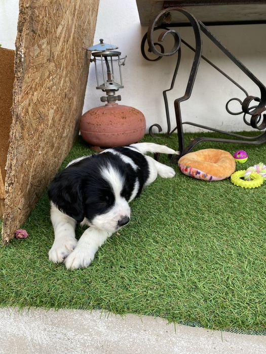 springer spaniel linha de trabalho