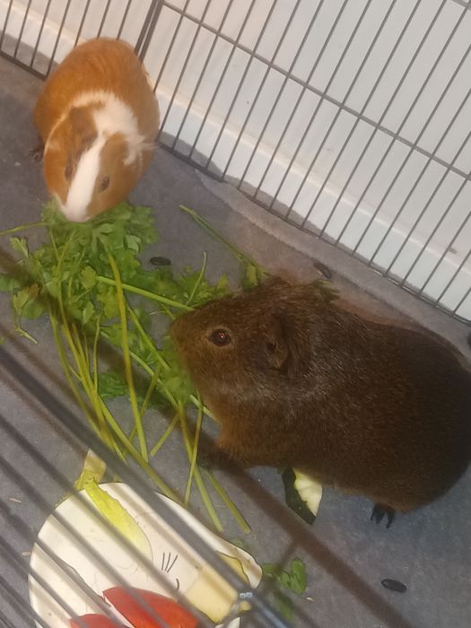 Świnki morskie samce