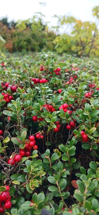 Брусниця сушена, карпатська (брусника)