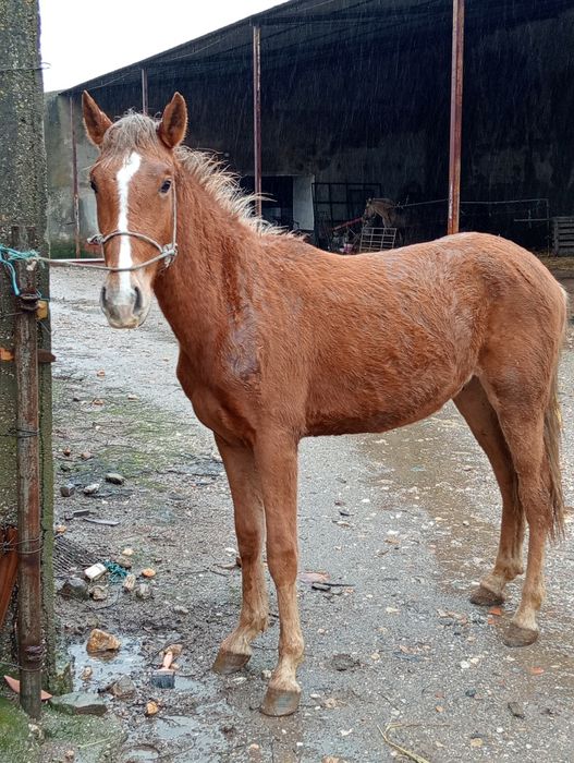 vendo poldro 14 meses