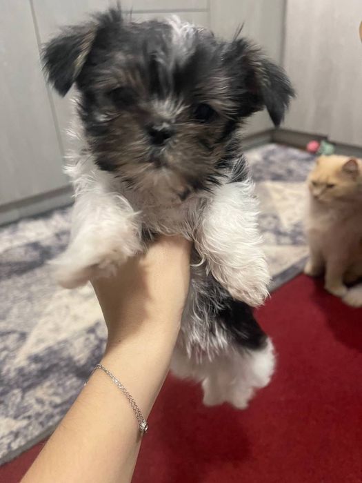 Продається собака міні йорк