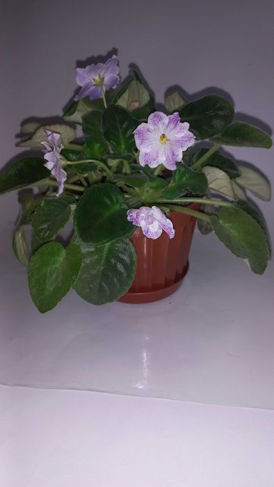 фиалка сенполия комнатный цветок