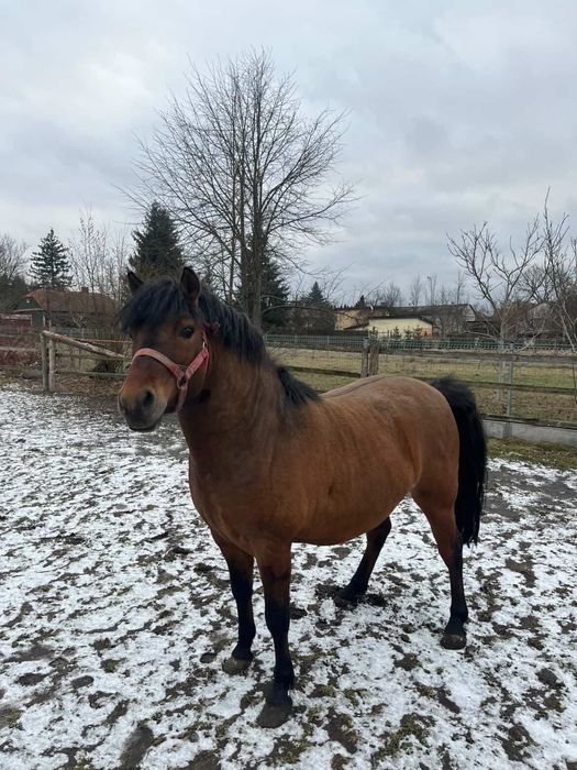 Koń rasy huculskiej