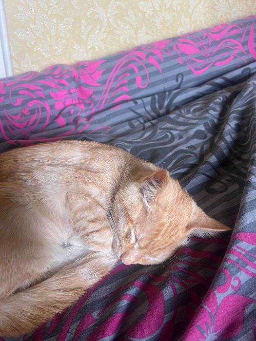 Котики в хорошие руки