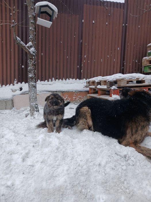 Цуценята вівчарки