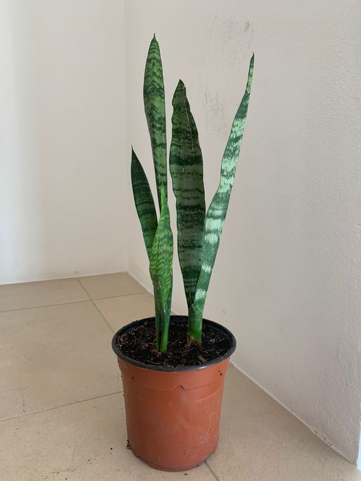 Oportunidade! Planta Espada de São Jorge- 3€ cada unidade.