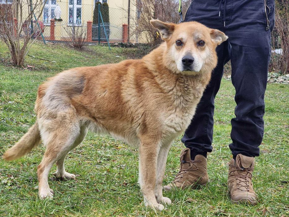 Walenty - duży, grzeczny piesek do adopcji
