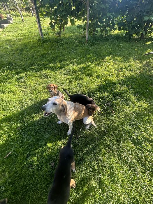 Собаки шукають дім