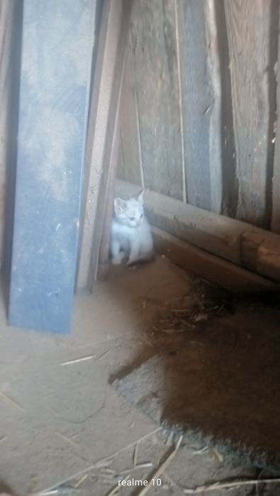 Oddam za darmo kotki