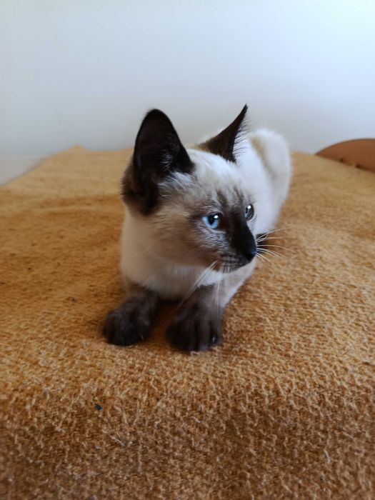 Gatinha para adoção RESPONSÁVEL