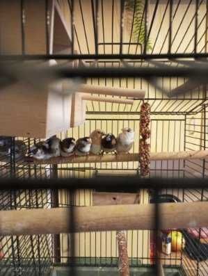 Mewka japońska I inne