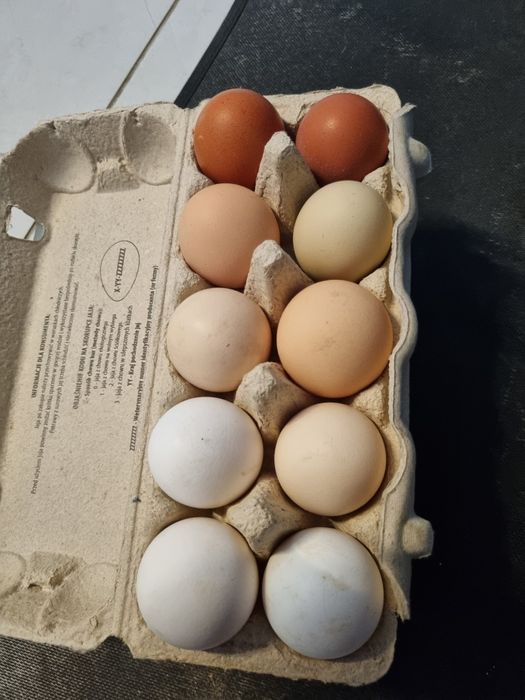 Jaja lęgowe kur mixy wielorasowe