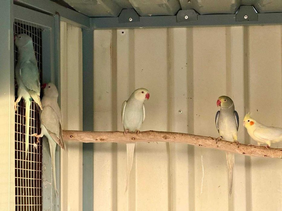 Disponível ringnecks