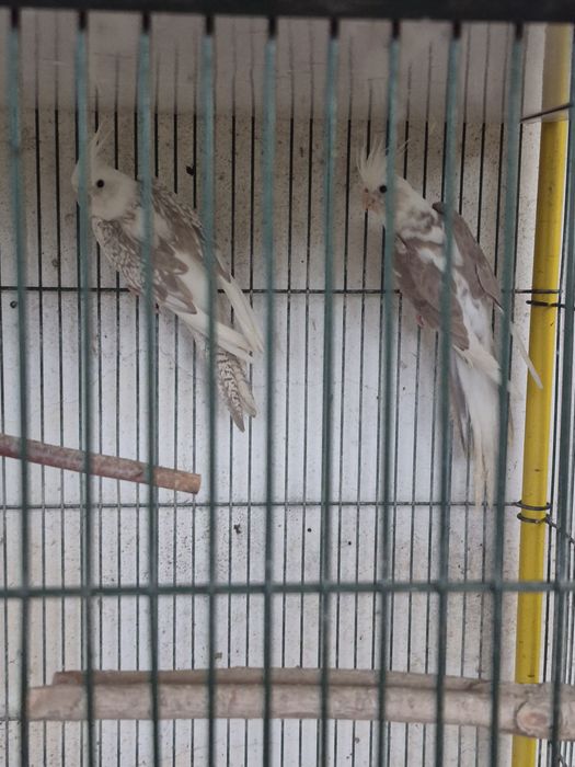 Caturra arlequim canela