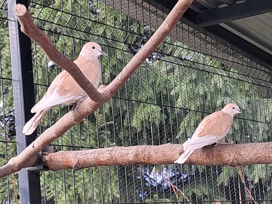 Gołąbki cukrówki samice