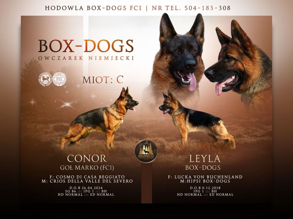 Owczarek Niemiecki Krótkowłosy szczeniaki z rodowodem ZKWP FCI SV