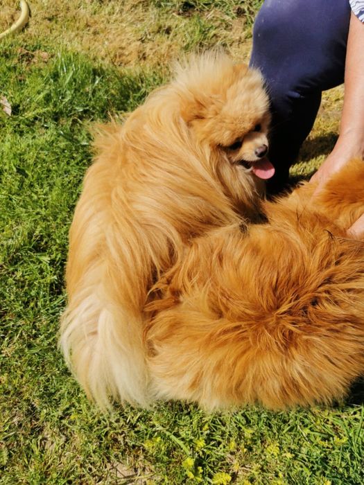 Szpic pomeranian pies dorosly