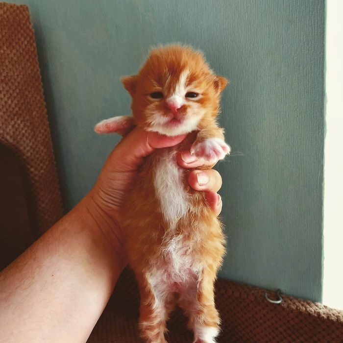 Сонячні мейн кунчики зігріють в найхолоднішу погоду