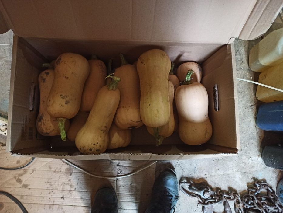 Dynia Piżmowa ekologivzna natura 2000