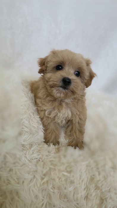 Maltipoo -wyjątkowa suczka. Mała domowa hodowla.
