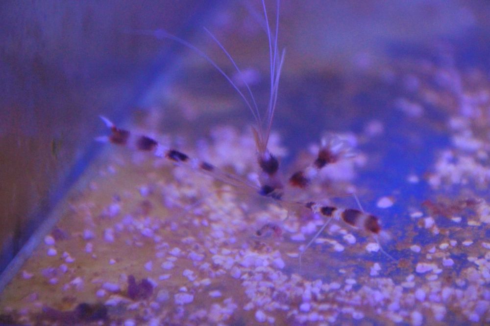 Krewetka boksująca, Stenopus hispidus ,Red Banded Boxing Shrimp
