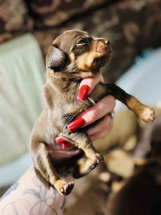 Цуцики той-терʼєр