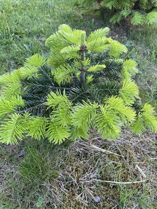 Sadzonki Jodła Kaukaska 2/2– najlepsze na rynku! (35-55 cm) detal/hurt