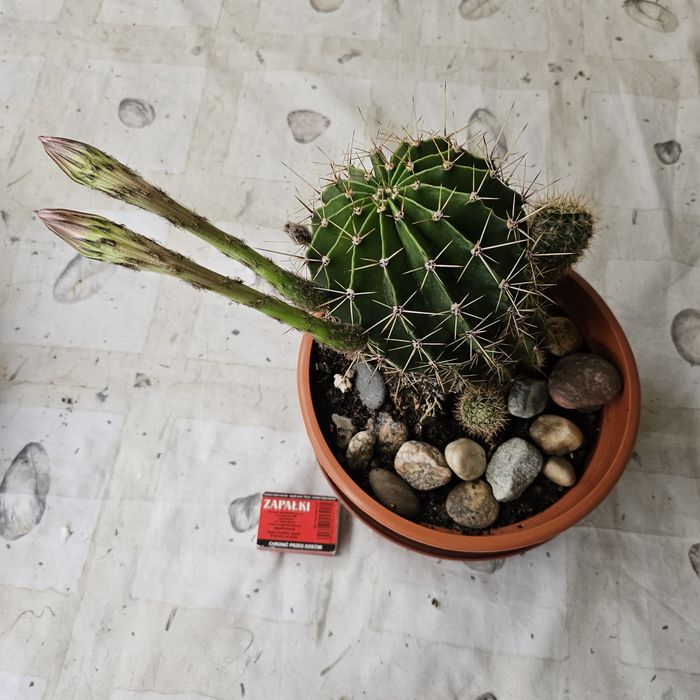 Echinopsis  kaktus. Królowa nocy Różowa.