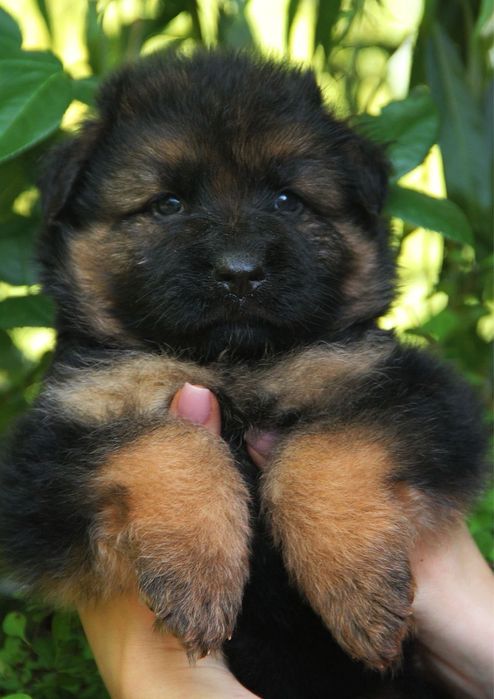 Щенки немецкой овчарки