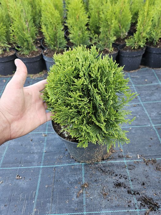 Tuja thuja danica danika
