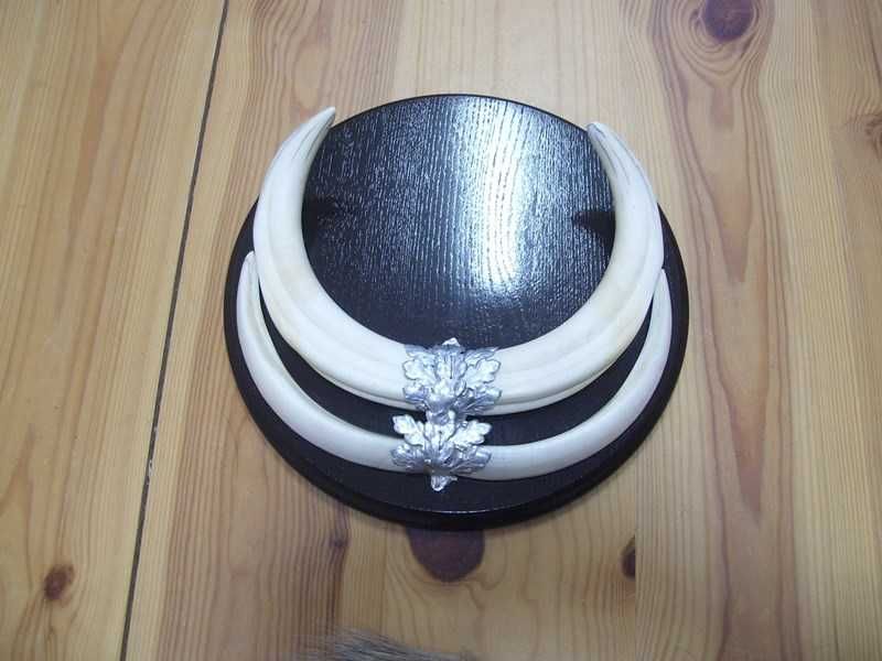 kły oręż guziec trofeum