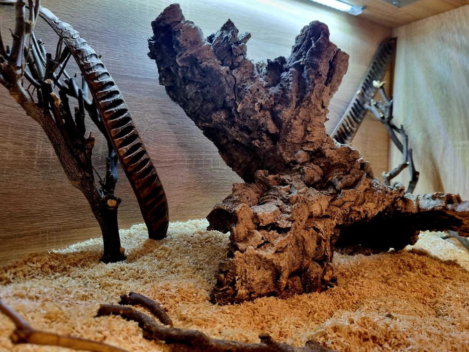 Terrarium 80x50x50 dla węża pytona boa