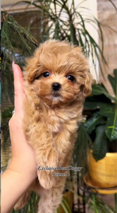 Карамельні мальтіпу ф1. SUPER VIP цуценята мальтіпу. Щенки мальтипу.