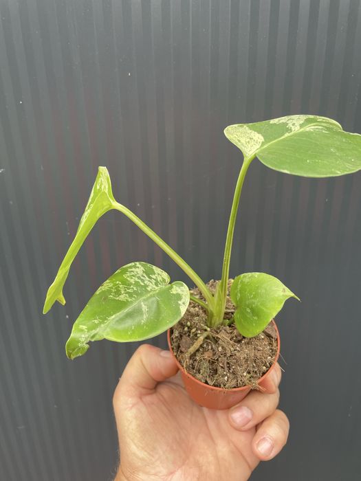 Monstera bulbasaur