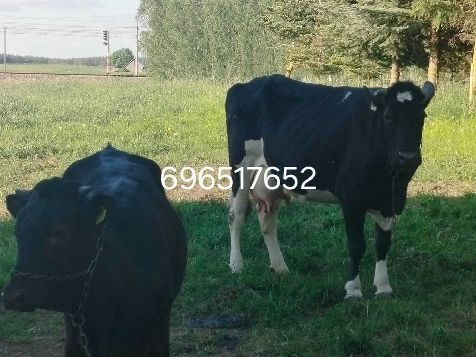 Krowy mleczne oraz jałówka