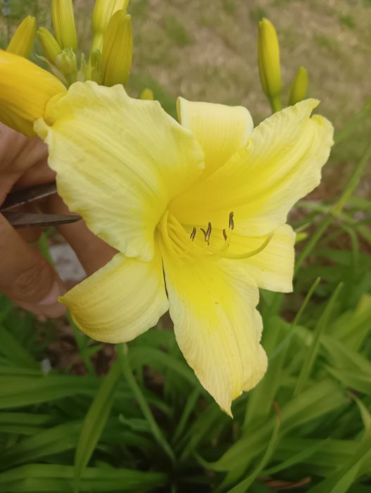 Liliowiec sadzonka bylina wieloletnia