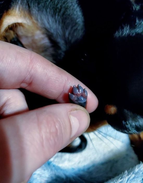 Praski Ratler 1,6 - 1,8 kg ratlerek miniaturka nie pinczer miniaturowy