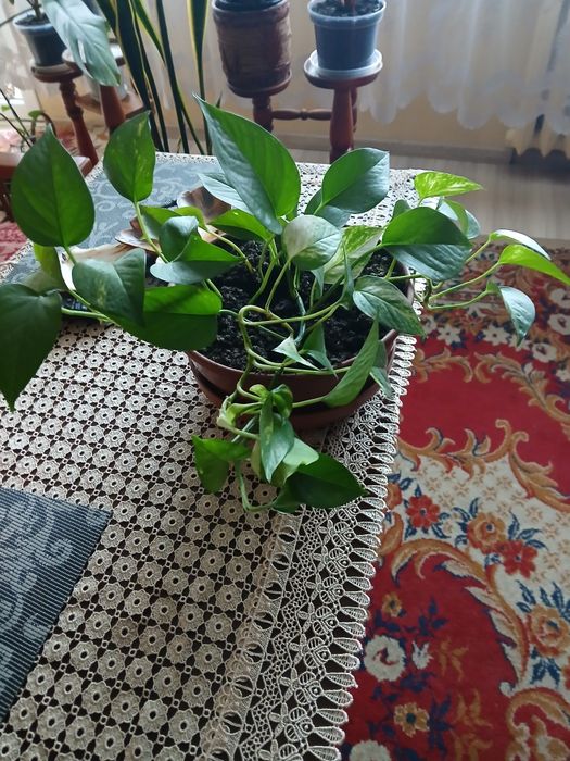 Sprzedam kwiaty doniczkowe