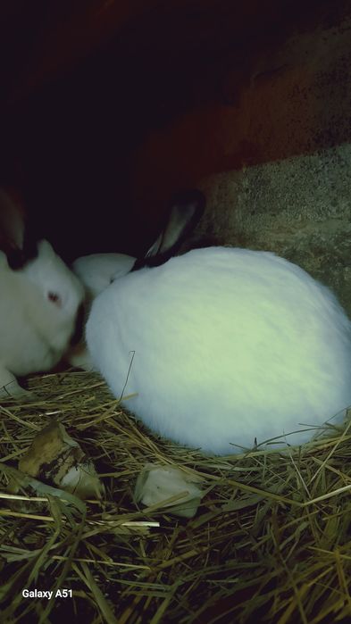 Продую кролі Каліфорнійці одним 5місяців можна злучать, а другим а дру