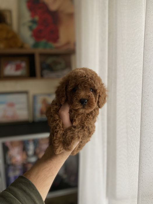 Симпатична дівчинка мальтіпу