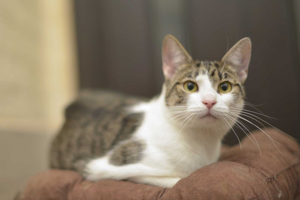 отдам котенка, молодеенькая девочка, 1,5 года, ласковая