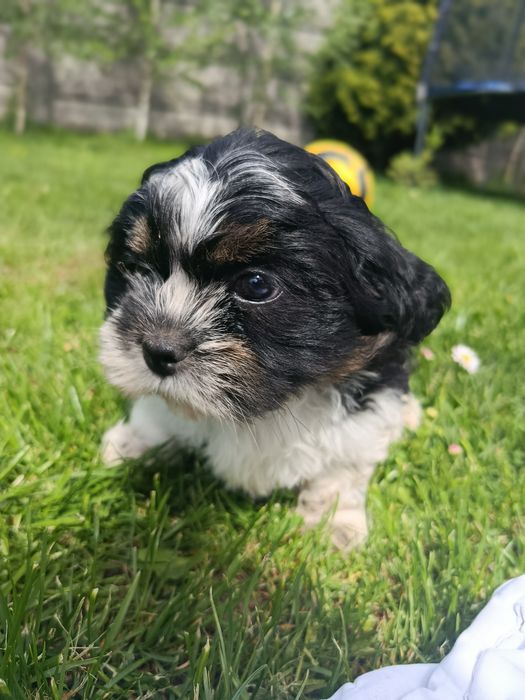 Shih tzu  szczeniaczki gotowe do odbioru