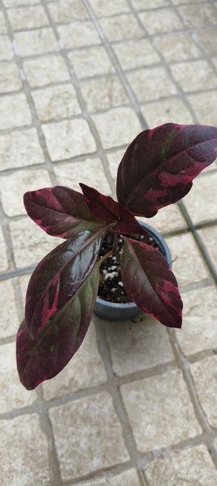 Planta Pseuderanthemum carruthersii
