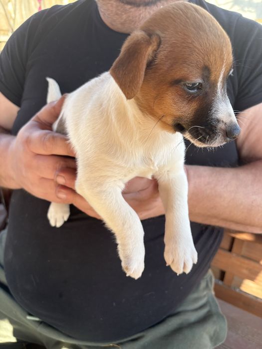 Jack Russell Terrier Suczka