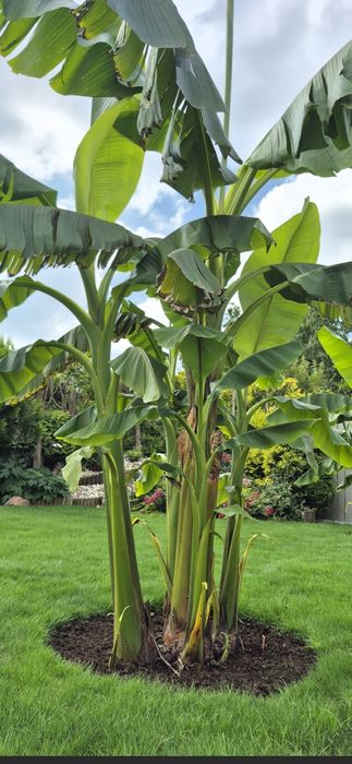 Musa basjoo bananowce